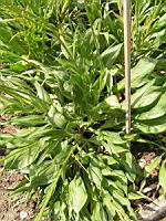 Scorsonere d'Espagne - Scorzonera Hispanica L. (Europe, Asie temperee) (fam Composees) (1) (Photo F. Mrugala)